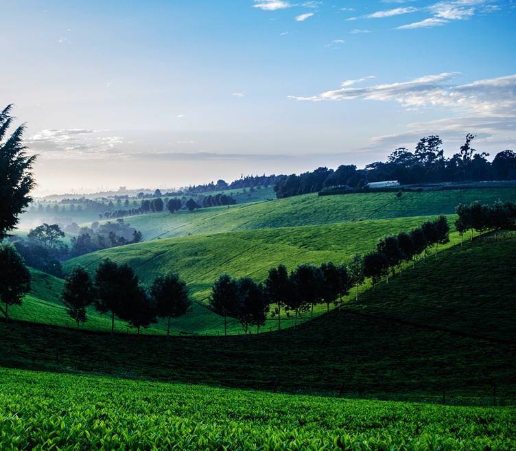 Tea fields around Kenya. Photos by <a href="/JoeMburu12/">JOE_MBURU</a>, <a href="/MatousVins/">Matouš Vinš</a> and <a href="/kreativeVault/">kreative Vault.</a>