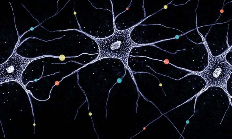 Ini adalah Machine Learning (ML). Gambar kiri adalah neuron dalam otak manusia, manakala di sebelah kanan pula adalah Artificial Neural Network (ANN).Images:  https://medicalxpress.com/news/2018-09-diversity-brainhow-millions-neurons-unique.html