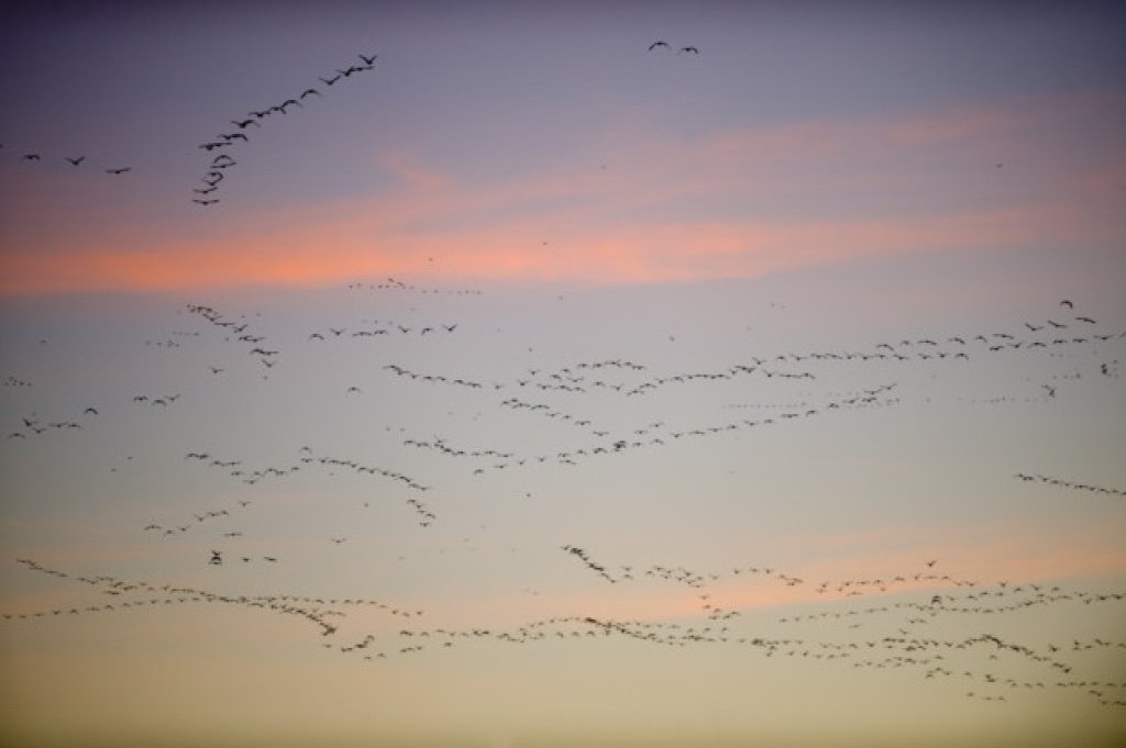 Visit the RSPB Snettisham during your stay and you’ll get the chance to see the flight of the famous pink-footed geese which fly in formation in the wonderful Norfolk dawn, and this happens between November and January, when they are pushed off the mudflats. <a href="/Natures_Voice/">RSPB</a>