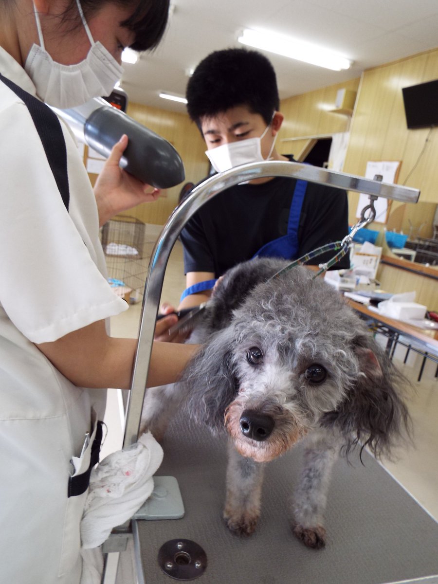 公式 関空ペット総合学院 Kanku Pet Twitter 公式 関空ペット総合学院 Kanku Pet Twitter