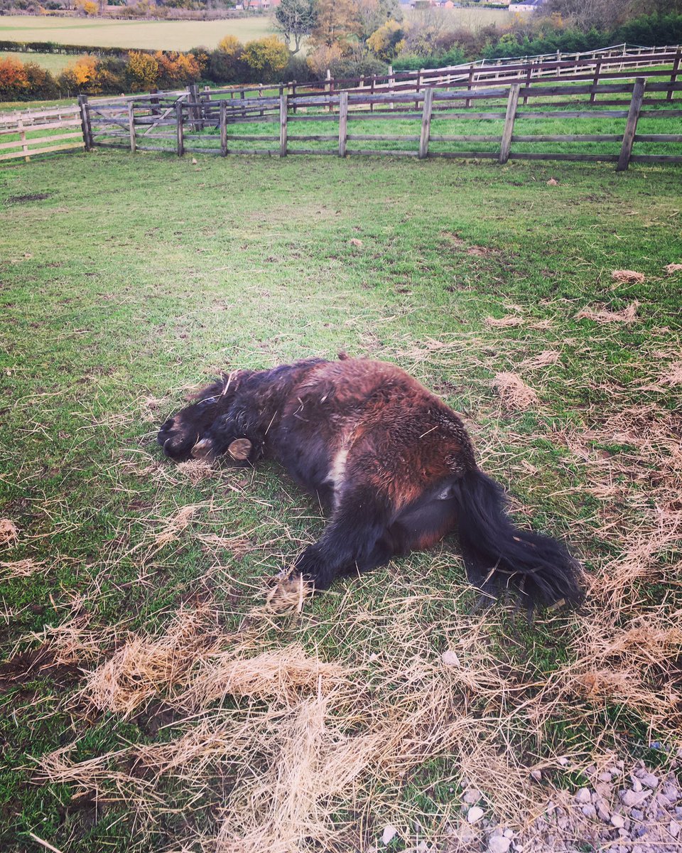 HanAlffriends's tweet photo. ‘Today I don’t feel like doing anything’ who’s with Alf this morning? 💤😂 #TuesdayThoughts https://t.co/a46KDy8IYR