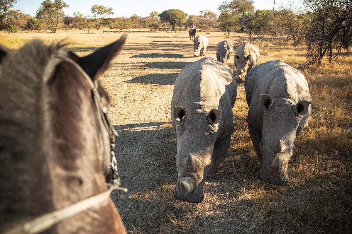 Randocheval's tweet photo. 🦏 Impressionnante photo en provenance de notre #safari à #cheval en lodge de luxe en #Afrique du Sud !
✅ 10 jours à partir de 2800 € avion inclus.
➡️ Plus d'infos : https://t.co/B3RX0ae5lG
➡️ Contactez-nous au 04 37 02 2000 ou info@randocheval.com
#randocheval https://t.co/dfyGAIcCPn