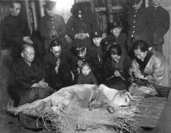Japon Akita cinsi Hachiko'nun çekilmiş son fotoğrafı.

Her gün işe trenle giden profesörü sabah istasyonda uğurlayan ve akşam dönüşünü bekleyen Hachiko sahibinin beyin kanaması nedeniyle hayatını kaybettiği o gün de dönüşünü bekledi. Ancak bu bekleyiş 9 yıl boyunca devam etti.