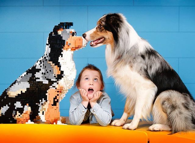 Lauren from Melbourne entered LEGOLAND Discovery Centre’s competition to win a LEGO homage to her family’s beloved border collie Joey. Joey has since been constructed by Master Builder Kieran Jiwa, who spent over 38 hours designing and building the custo… ift.tt/2Qasvww