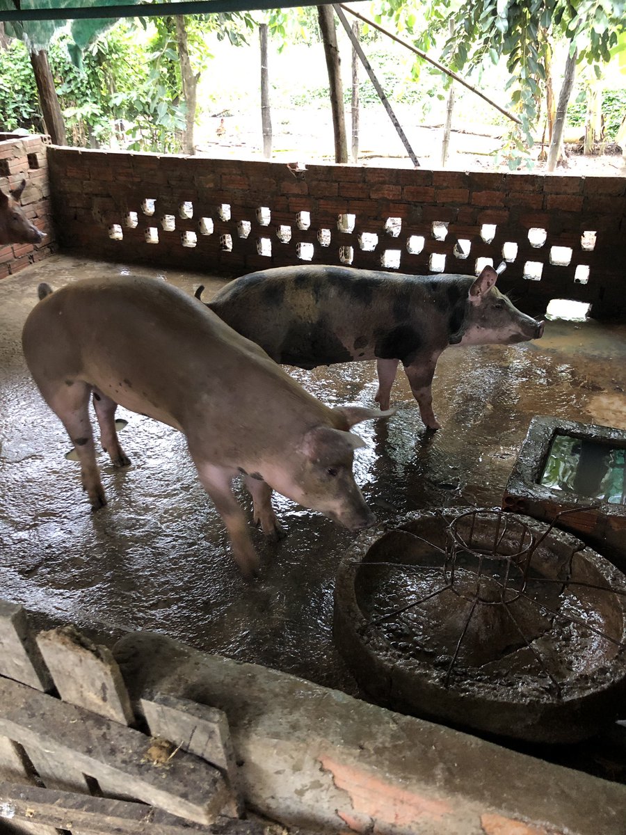 Uzivatel 原田ヨシキ Na Twitteru 豚小屋でドロドロになってくるわ ステゴロinカンボジア 負けた方が食われる