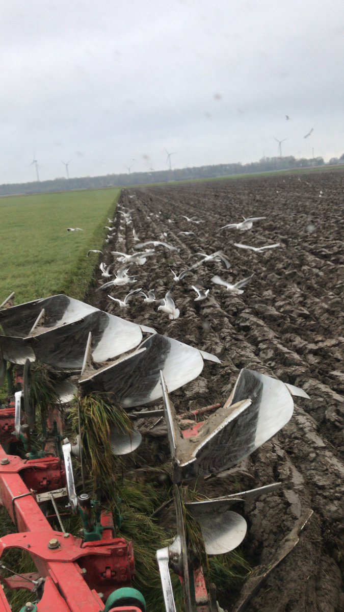 De muizen populatie wordt drastisch verkleind vandaag door de meeuwen en kraaien. #natuur #ploegen