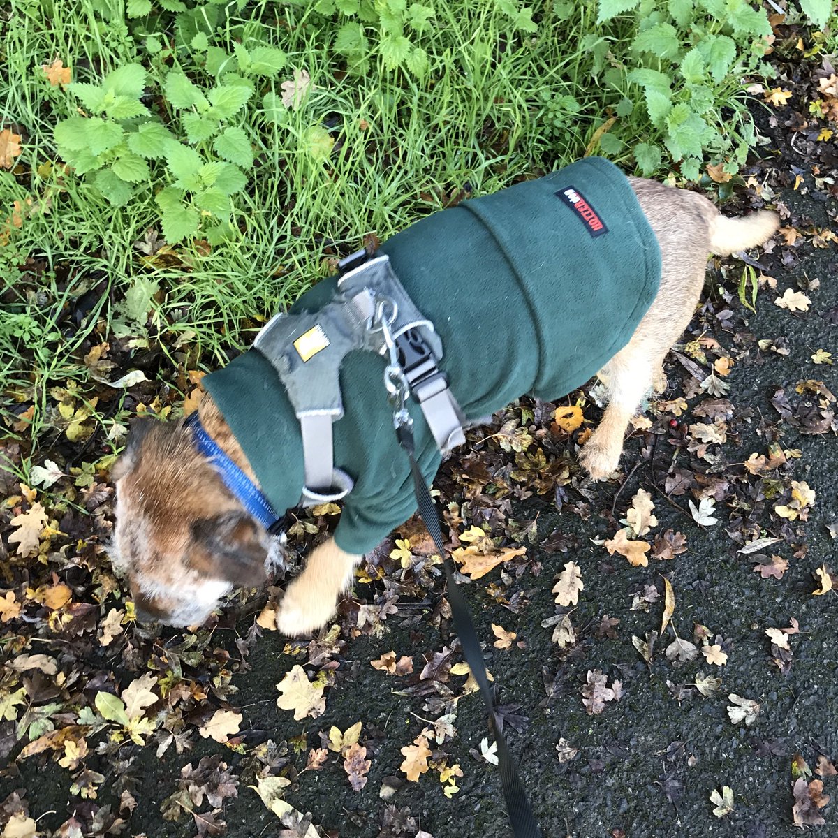 Matt_The_Dog's tweet photo. Today I have been issued with this sweater thing.  I think it’s a bit soppy - I am after all a rugged Border terrier. But I must admit it feels quite cozy. I must be getting old. https://t.co/i7CdDlq6hP