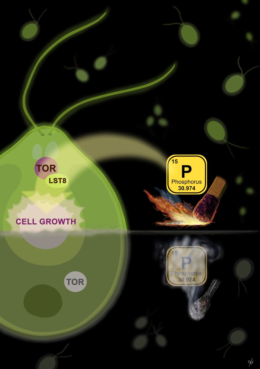 Crespo lab (@chlamyautophagy) on Twitter photo Phosphorus regulates TORC1 via LST8 in #Chlamydomonas. Our last paper is out in <a href="/ThePlantCell/">The Plant Cell</a> plantcell.org/content/plantc… <a href="/inmacouso/">inmaculada</a> <a href="/NervaMEPP/">Esther Pérez Pérez</a> <a href="/emforce1/">Quique</a> <a href="/Volvox01/">Jim Umen</a> MM Ford, LM Hicks
<a href="/IBVF_Sevilla/">IBVF</a> <a href="/CSICAndalExtrem/">CSIC Andalucía y Extremadura</a>
Illustration by <a href="/dharmaberen/">DharmaBeren Studio</a> Phosphorus regulates TORC1 via LST8 in #Chlamydomonas. Our last paper is out in <a href="/ThePlantCell/">The Plant Cell</a> plantcell.org/content/plantc… <a href="/inmacouso/">inmaculada</a> <a href="/NervaMEPP/">Esther Pérez Pérez</a> <a href="/emforce1/">Quique</a> <a href="/Volvox01/">Jim Umen</a> MM Ford, LM Hicks
<a href="/IBVF_Sevilla/">IBVF</a> <a href="/CSICAndalExtrem/">CSIC Andalucía y Extremadura</a>
Illustration by <a href="/dharmaberen/">DharmaBeren Studio</a>
