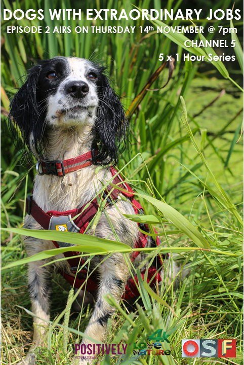 Dogs with Extraordinary Dogs - I'll be on Channel 5 this Thursday talking about our <a href="/EssexWildlife/">Essex Wildlife Trust</a> work with <a href="/EcologyDogs/">Ecology Dogs</a> and Lola the #watervole tracking dog. Find out if Lola, and her trainer Ali, are going to put me out of a job! <a href="/WildlifeTrusts/">The Wildlife Trusts</a> <a href="/ptes/">People's Trust for Endangered Species</a> <a href="/Mammal_Society/">Mammal Society</a>
