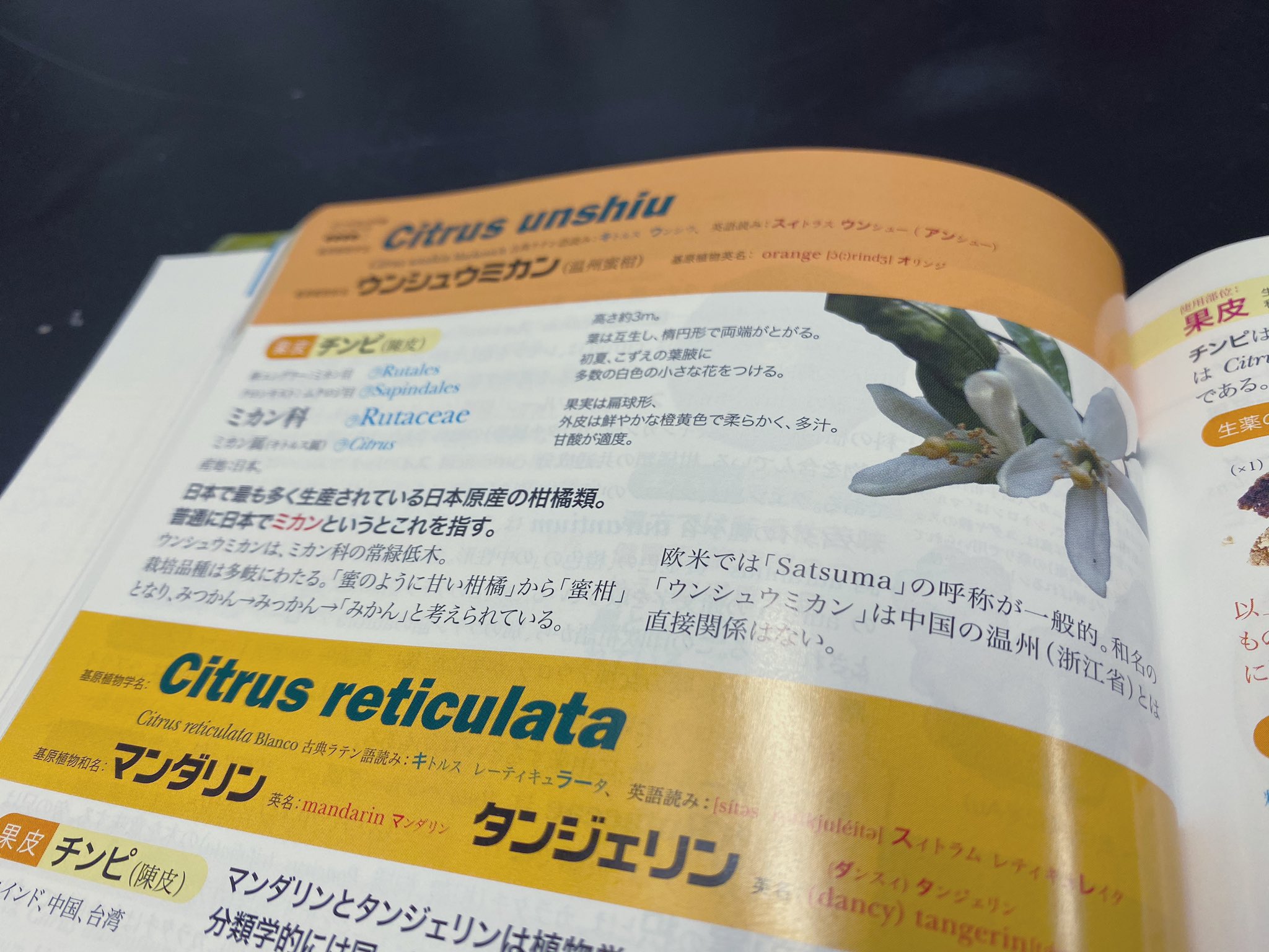 A Lyrica V Twitter 英語圏ではいわゆるミカンをsatsumaというらしい なお複数形はsatsumas 謎が解けたわ なぜsatsumaなのかというと薩英同盟が結ばれた折に友好の証として薩摩藩から英国に苗が贈られた事に由来するとかなんとか T Co Zj9igcoa0l