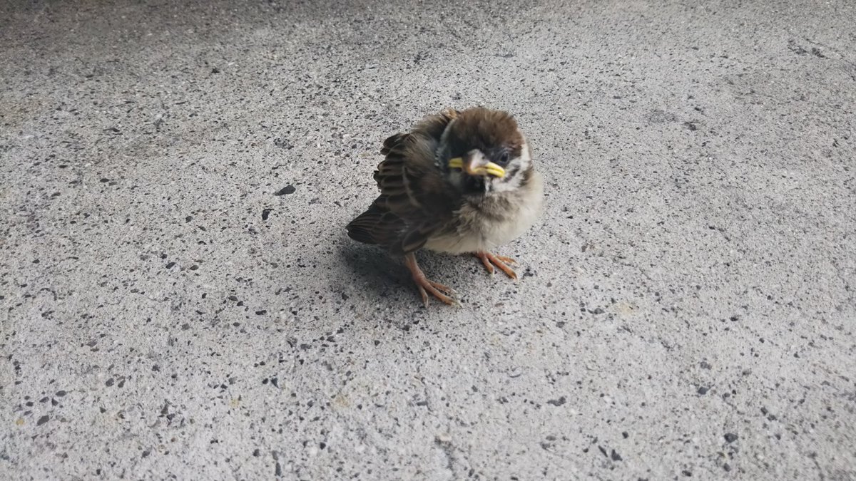 Suuujuuu's tweet image. 寝惚け顔わしゃまだ子雀生娘ぢゃ
#新俳句フォト #お～いお茶