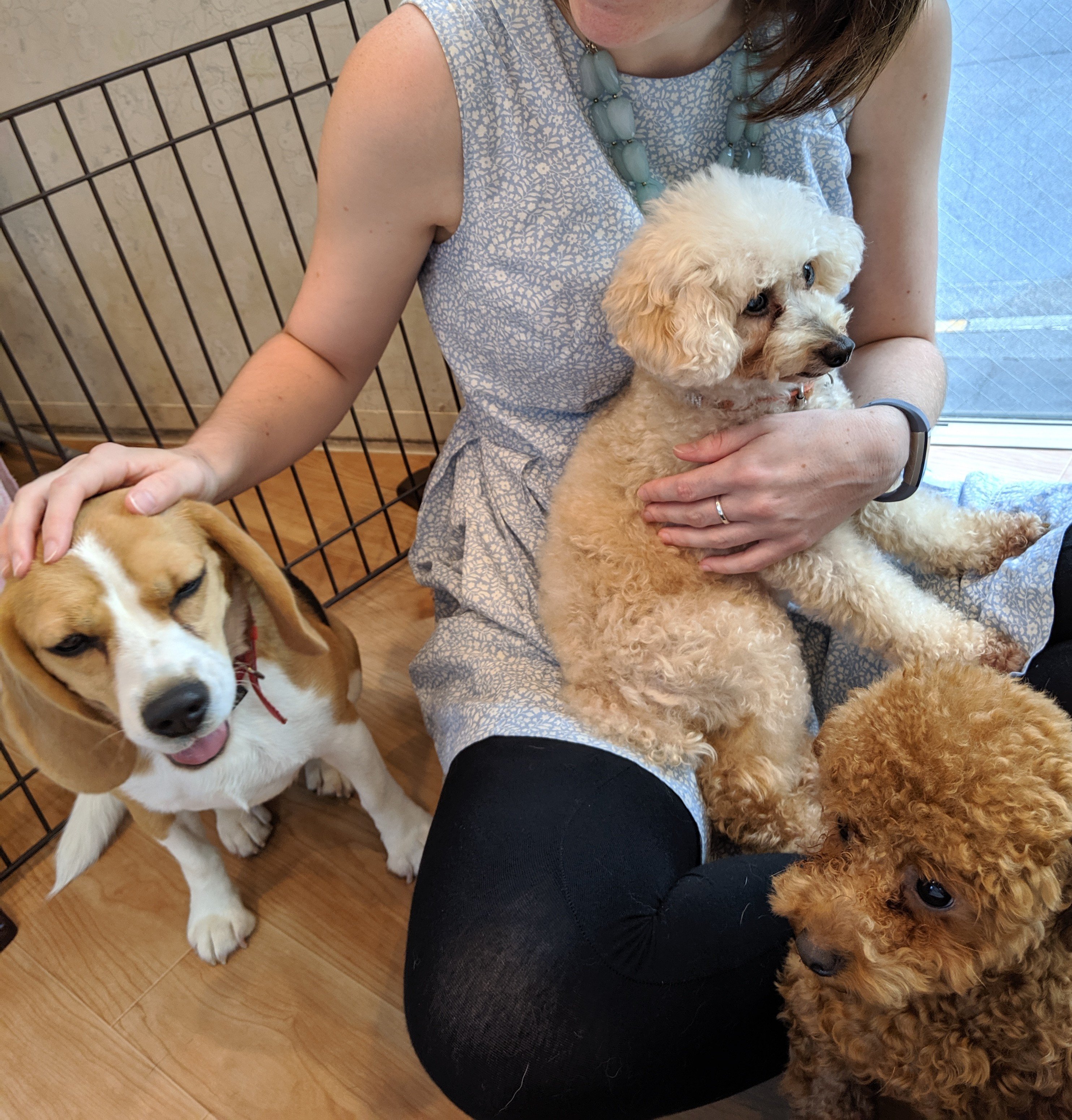 Gaba Japan One Of Our Recruiter S Headed Out To A Dog Cafe In Tokyo This Weekend So Cute It S Close To Shibuya And Called Dog Heart Cafe Highly Recommended For