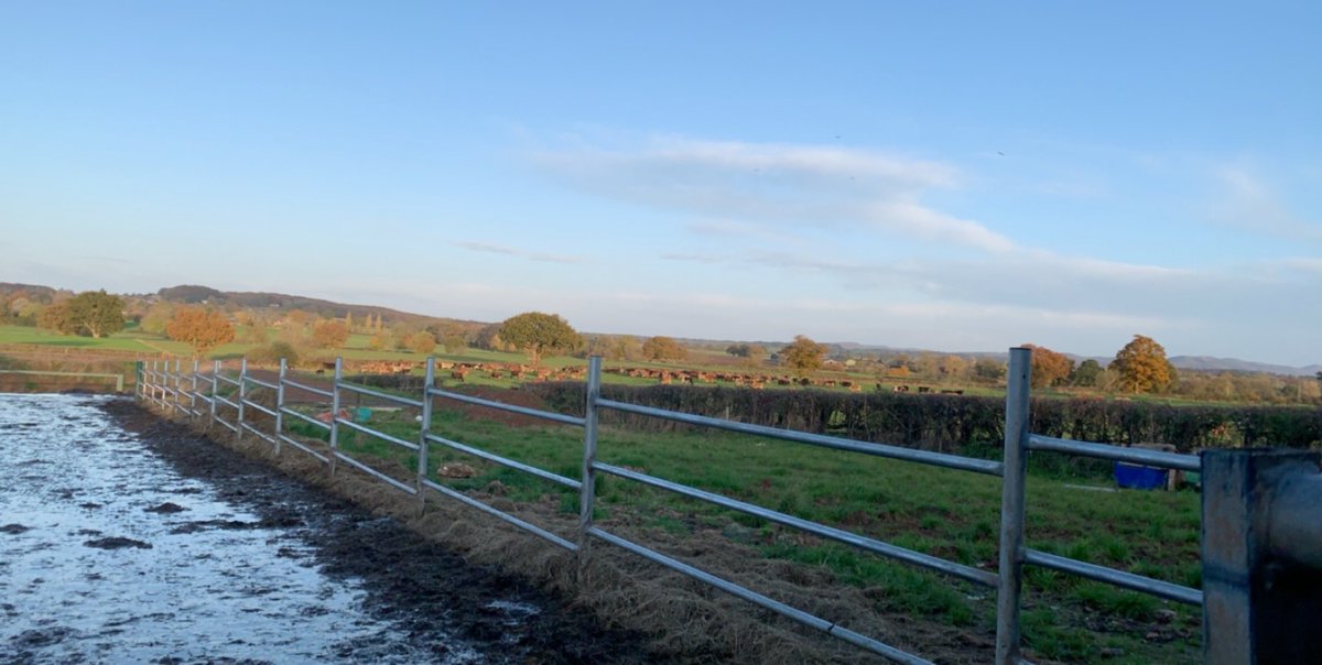 The way to spend #earlymornings before a day of #uni at #hartpury Couldn’t be happier to be back in the #milkingparlour! It’s definitely getting the better of me seeing as I’m used to a 20:20 herringbone, now@got to get used to the 30:60 #swingoverparlour milking 300 #jerseycows