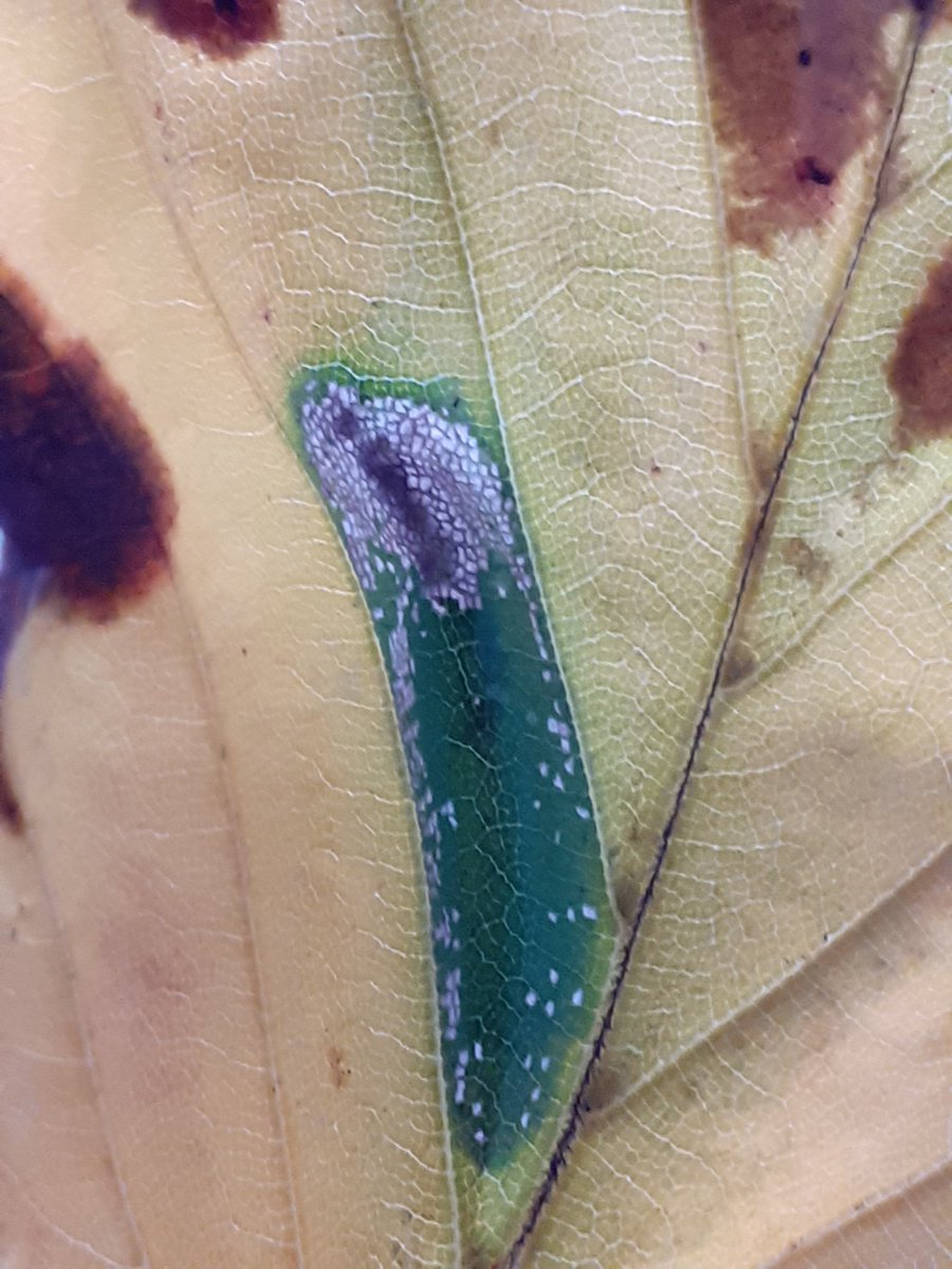 baggeridgepark's tweet photo. Island of green in a yellowing beech leaf. Got two leafmines here the long one I think is a moth Phyllonorycter maestingella couldn't figure the other, can anyone help from the pic ? #leafmine https://t.co/LXtGNJjPiC