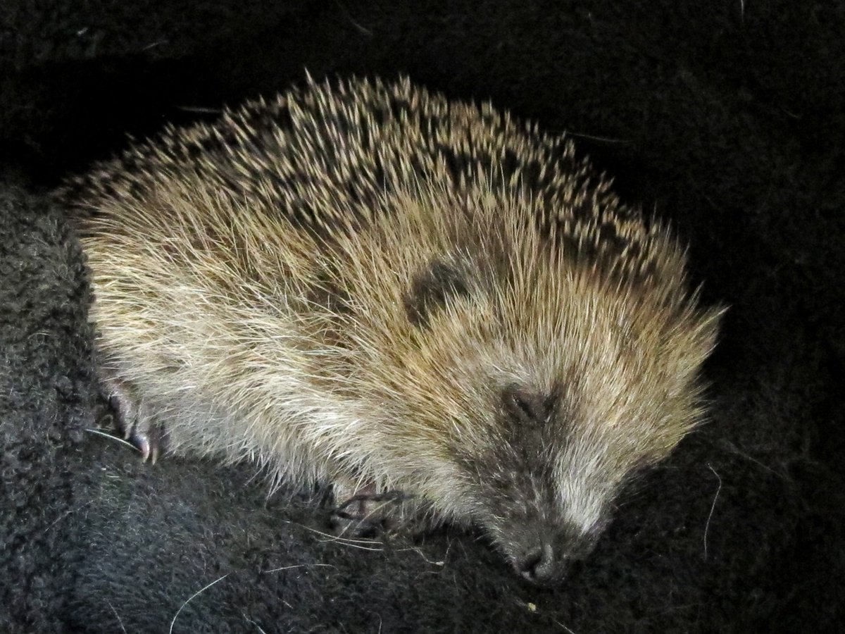 Sadly, some stories are all too common here at Wildlife Aid. Horrendously tangled in fruit netting, these young hedgehogs suffered deep constriction wounds around their necks! Cases like this show us just how badly man’s carelessness can endanger the lives of our British wildlife
