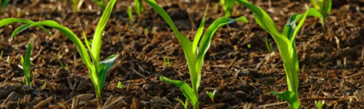 lasjarasonline.com/blog/entry/htt…
Micronutrientes agrícolas: ¿qué son y qué ventajas ofrecen?