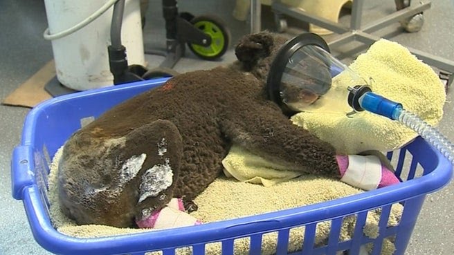RealMiBaWi's tweet photo. #NSWfires #AnimalRescue 
Ways to donate and help #wildlife during the #Bushfire crisis:
 https://t.co/Eu1yOvIXJw

https://t.co/9hmKxPpLz5

https://t.co/uOSw9xNL6x

https://t.co/sidfDylQgh

#NewSouthWales #Fires
#AustralianBushfires
#AustralianWildfires
#Wildfire #Australia https://t.co/dcuDxdMf0L