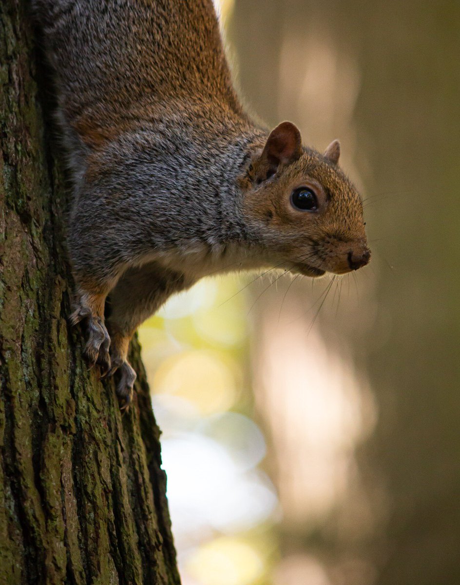 maisiefloo's tweet photo. Squirrel! #squirrel  #macro #macrophotography #autumn #photography #nature #NaturePhotography #Autumnwatch @BBCSpringwatch https://t.co/Cnzp6XO1VB