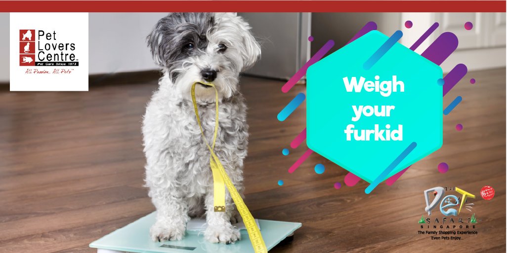 PLC_Singapore's tweet photo. Psst.. Here’s a little secret, as we are about to dish out some tips to maintain your doggos health! Share some of your tips to keep your 🐕 healthy below. #2TipsTuesday #Pets https://t.co/V17O8AObuL