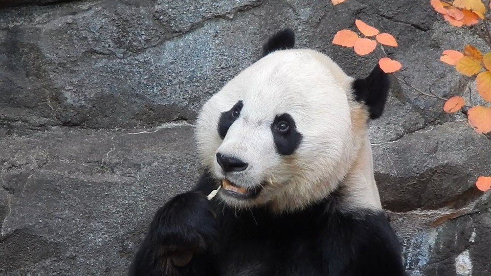 jeffjthompson's tweet photo. Bei Bei 11/9/19 - YouTube #panda #pandastory #pandalife #beibei #sandyg #byebyebeibei πΌπΌπΌ
https://t.co/7ytdeUkvxn https://t.co/ahVp2ISFr0