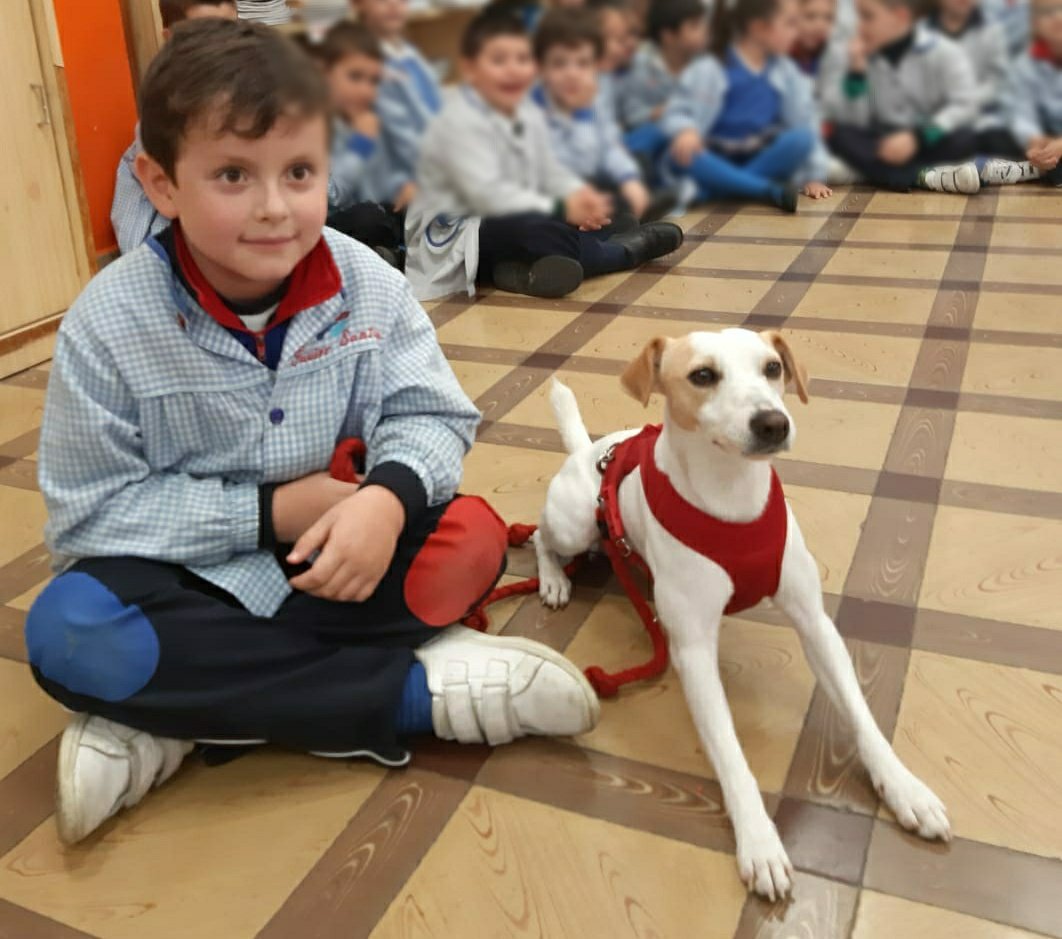 SantoAngelPal's tweet photo. Muchas gracias Pablo y @pipperontour por vuestra visita y gracias también a nuestro alumno de #primaria, Javier, por cedernos este ejemplar 📖 firmado por él mismo y por su dueño. #santoangelpalencia #yosoysantoangel #MiColeMola #lasaventurasdepipper @SantoAngelPal @FundEducere https://t.co/78u5c3sCYE