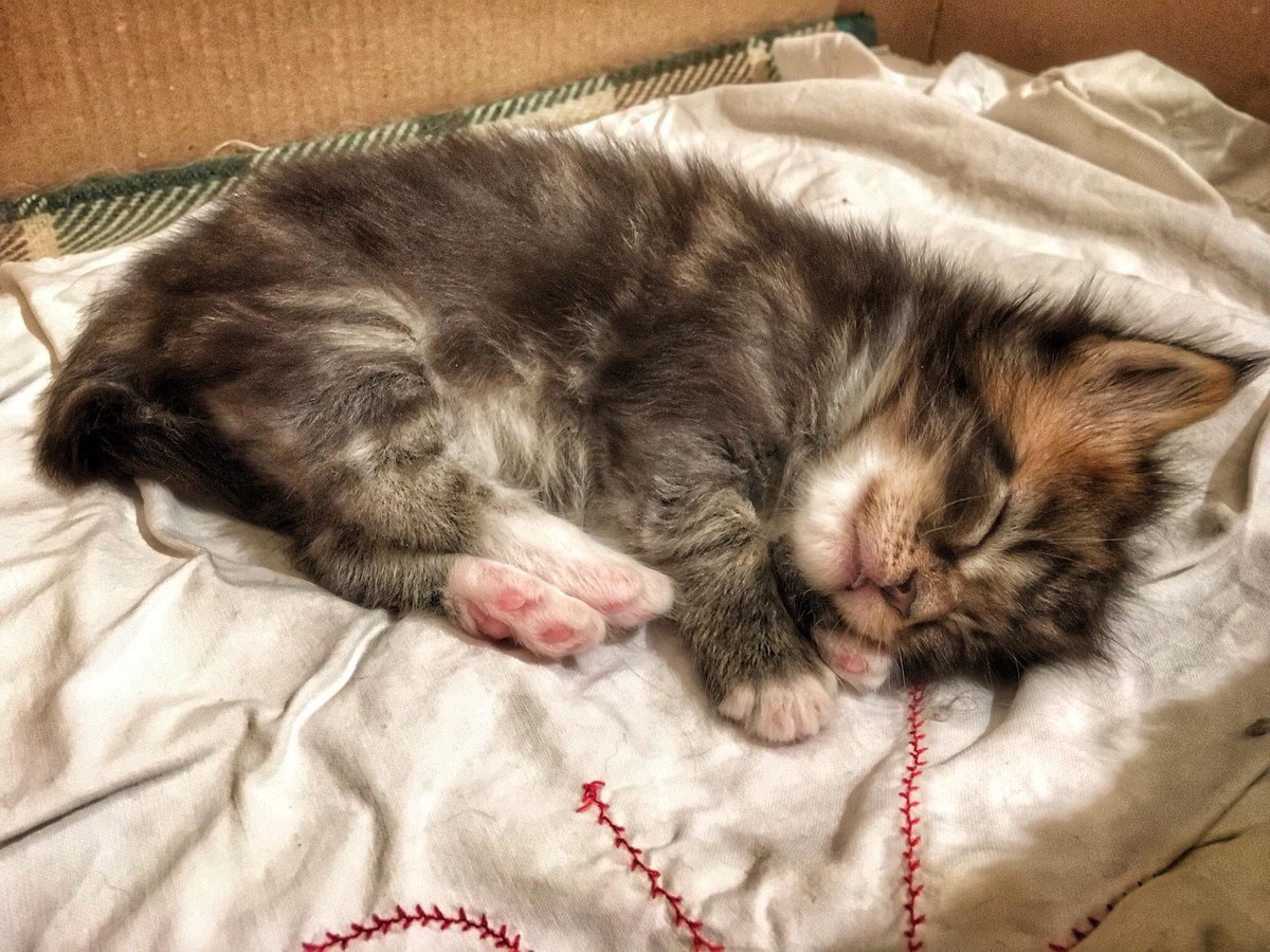 AlpieAppi's tweet photo. My little Maine Coon Kitten! Have a good night! 🐾#CatsOfTwitter #cats #mainecoon #kitten https://t.co/iH304Tihzd