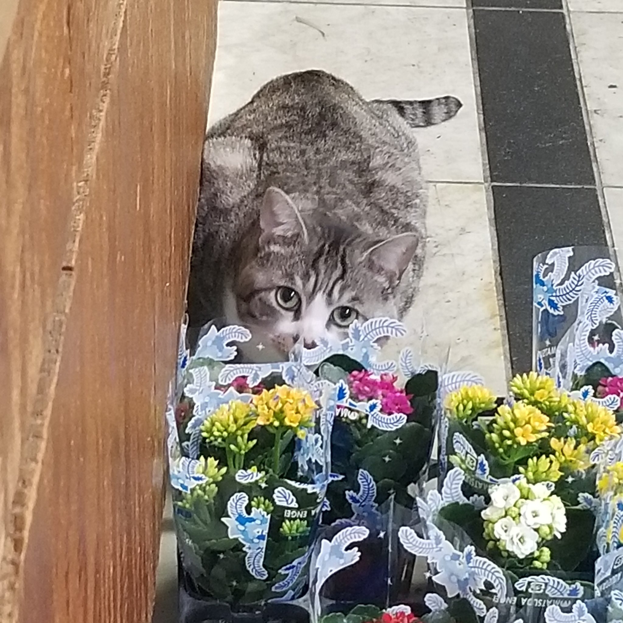 𝚔 𝚊 𝚓 𝚞 𝚎 𝚗 花樹園 トトロに逢えるお花屋さん 隠れてるつもり 猫のいる花屋 はなちゃん Cat にゃんこ 猫 看板猫 東大阪 石切 新石切 花 花屋 Flower 大阪 Ishikiri Kajuen 花樹園 トトロに逢えるお花屋さん T