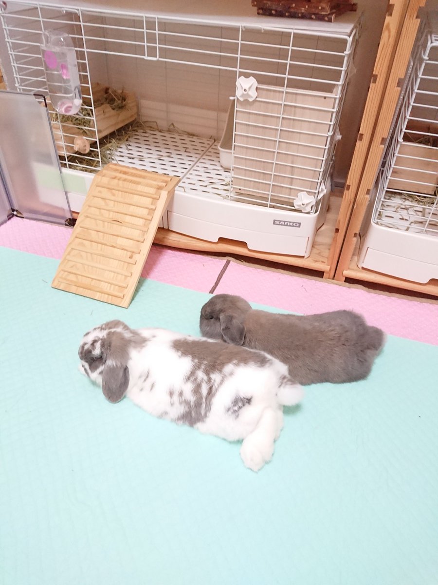 Mog ピノはブルートート ㅅ モナはブロークンブルートート