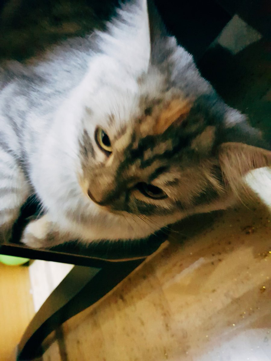 점점 큰고영 되어가는 쩨리