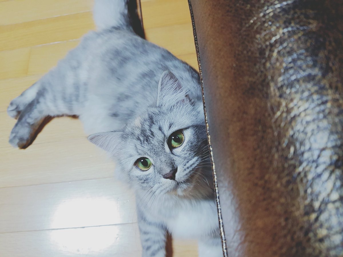 제리 (@zzerri_cat) on Twitter photo 