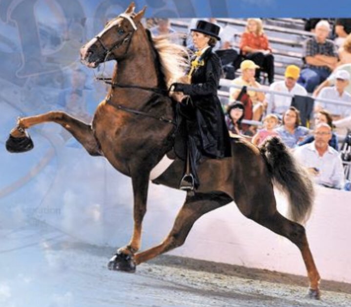 Walking Horse Source tweet media
