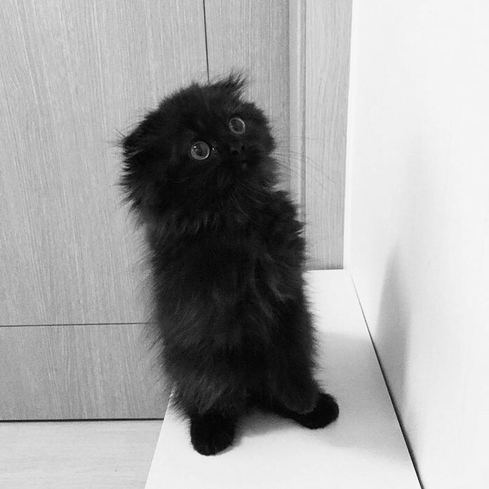 ben barnes as kittens: a thread