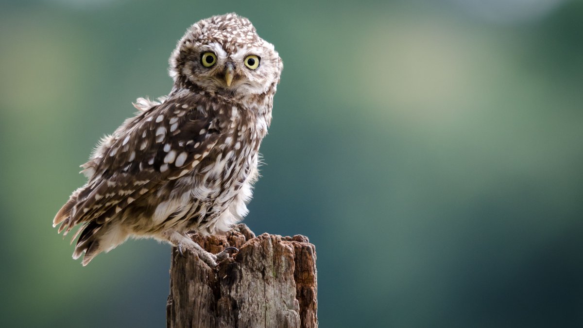 DT_SaltLakeCity's tweet image. Learn more about birds and nature at @TracyAviary. See flamingos, cranes, owls and many other exciting birds! bit.ly/34CiVY9 #VisitSaltLakeCity #VisitUtah #BirdsOfUtah