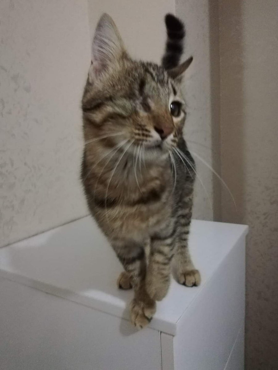 YUVA BULAMADI GEÇİCİ YUVA BIR HAFTA DAHA BAKABİLECEĞİNİ SÖYLEDİ ARKADAŞLAR SOKAK BİLMEYEN ÇOCUĞU TEK GÖREN GÖZÜ İLE SOKAKTA YAŞAMASINA İZİN VERMEYELİM HALA ENGELİM VAR LÜTFEN PAYLAŞIM DESTEĞİNİZİ BOL TUTUN YUVASI OLSUN LÜTFEN SOKAKLAR ONA GÖRE DEĞİL KENDİNİ KORUYAMAZ 
5060618373