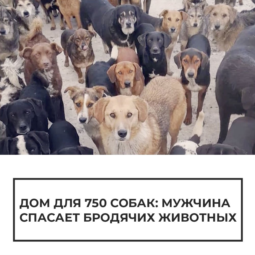 Петиции о животных. Толпа животных идущих за хозяином. саша песич.