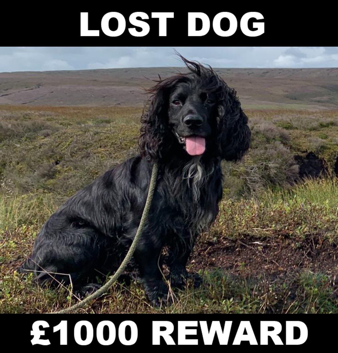 _Duncan_Thomas's tweet photo. Appealing to the power of Twitter all, send this far/wide.This Cocker Spaniel Mudd went missing last Saturday at Stocks Reservoir Slaidburn Lancs during a long retrieve.Please RT. @ShootingTimes @CountrymansW @SCSTG #cockerspaniel #lostspaniel #foundspaniel https://t.co/mglFZ6GVbf