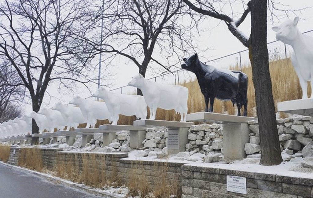 koppscustard's tweet photo. There’s snow place like home ❄️🐄
#KOPPS #KoppsFrozenCustard #WinterWonderland #FrozenCows #FrozenCustard #Cows #Snowfall https://t.co/yN6mtMdjrg