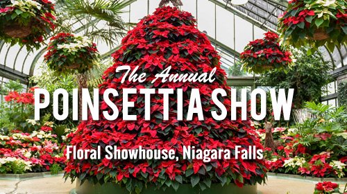 INFO_Niagara's tweet photo. ANNUAL POINSETTIA SHOW (Nov 23, 2019 to Jan 7, 2020)

The Floral Showhouse Annual Poinsettia Show at Niagara Falls Ontario, is a family holiday tradition for over 65 years featuring Poinsettias, Cyclamen, Azaleas and many other Christmas surprises.
https://t.co/3t1QOz8S60 https://t.co/hkX31xtpIE