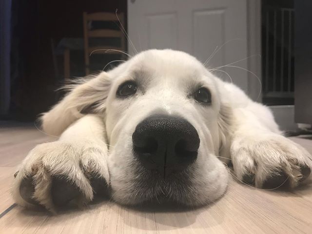 Sometimes science is adorable! 😍
 
<a href="/GenerationPup/">Generation Pup</a> is a groundbreaking study, looking at health, welfare &amp; behaviour of dogs throughout their lives. Want to be involved? If you've got a pup under 16 weeks old they may be eligible! Sign up ➡️ generationpup.ac.uk #GenerationPup