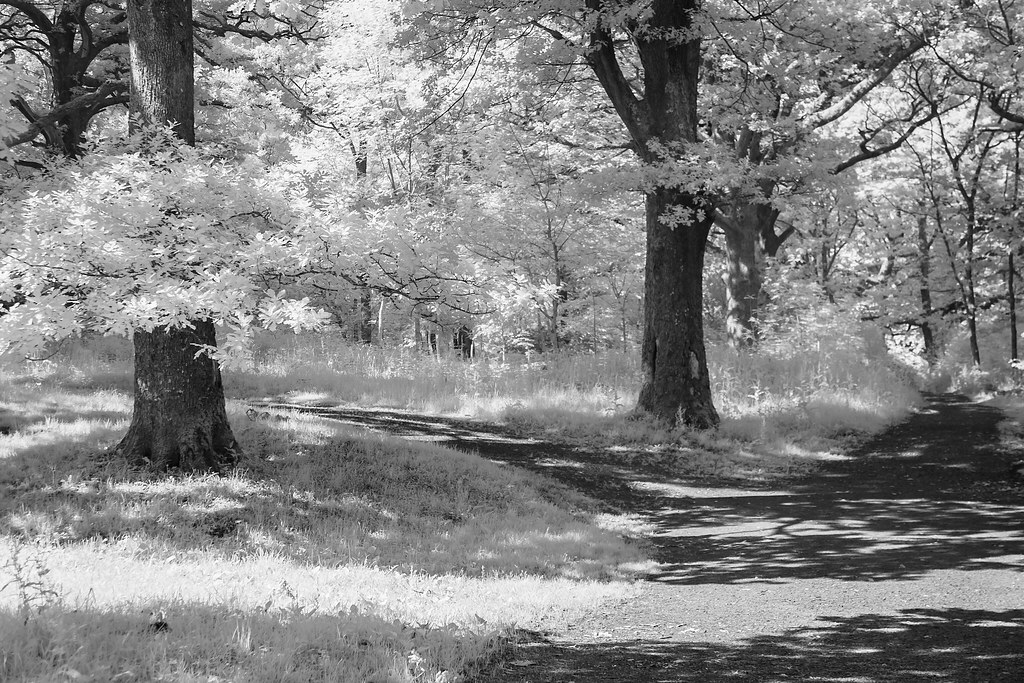 Future_Echoes's tweet photo. Shaded #photography #photo #infrared #trees #shade #cumbria #light #parh #blackandwhitephotography https://t.co/SB2SuJni0p https://t.co/VgNFWSAcIx