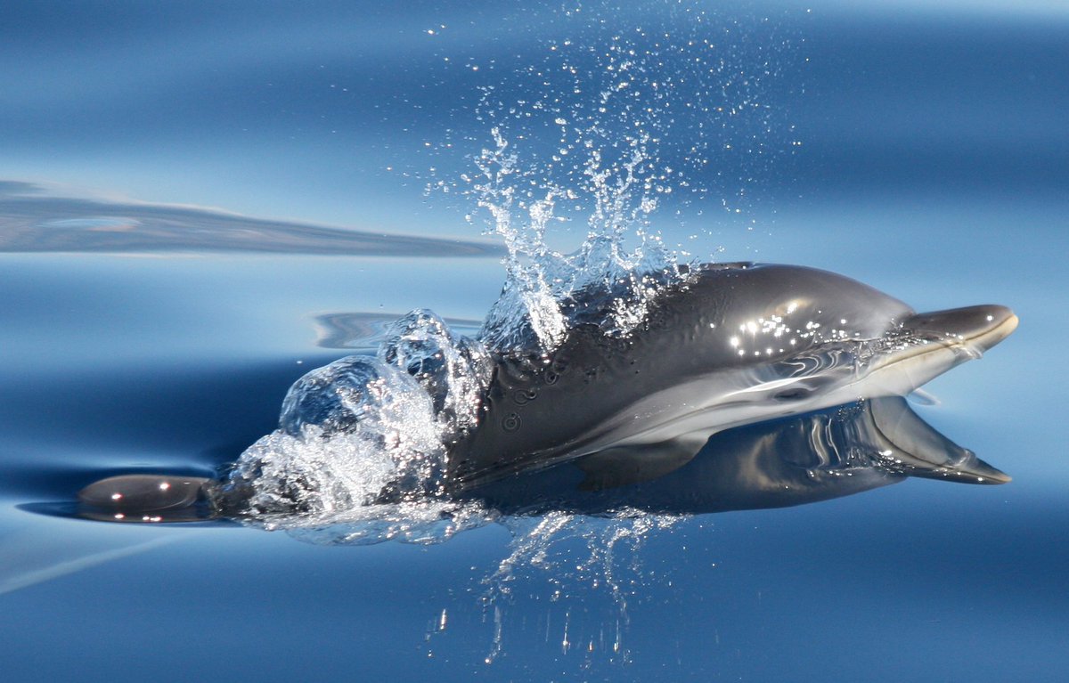 Lots of issues relevant to #whales #dolphins &amp; #porpoises on the agenda here at CMS Scientific Council in #Bonn. From live captures for the aquarium industry to #bycatch &amp; #aquaticwildmeat, we're here to ensure Parties take action to help #conservation efforts into the future.