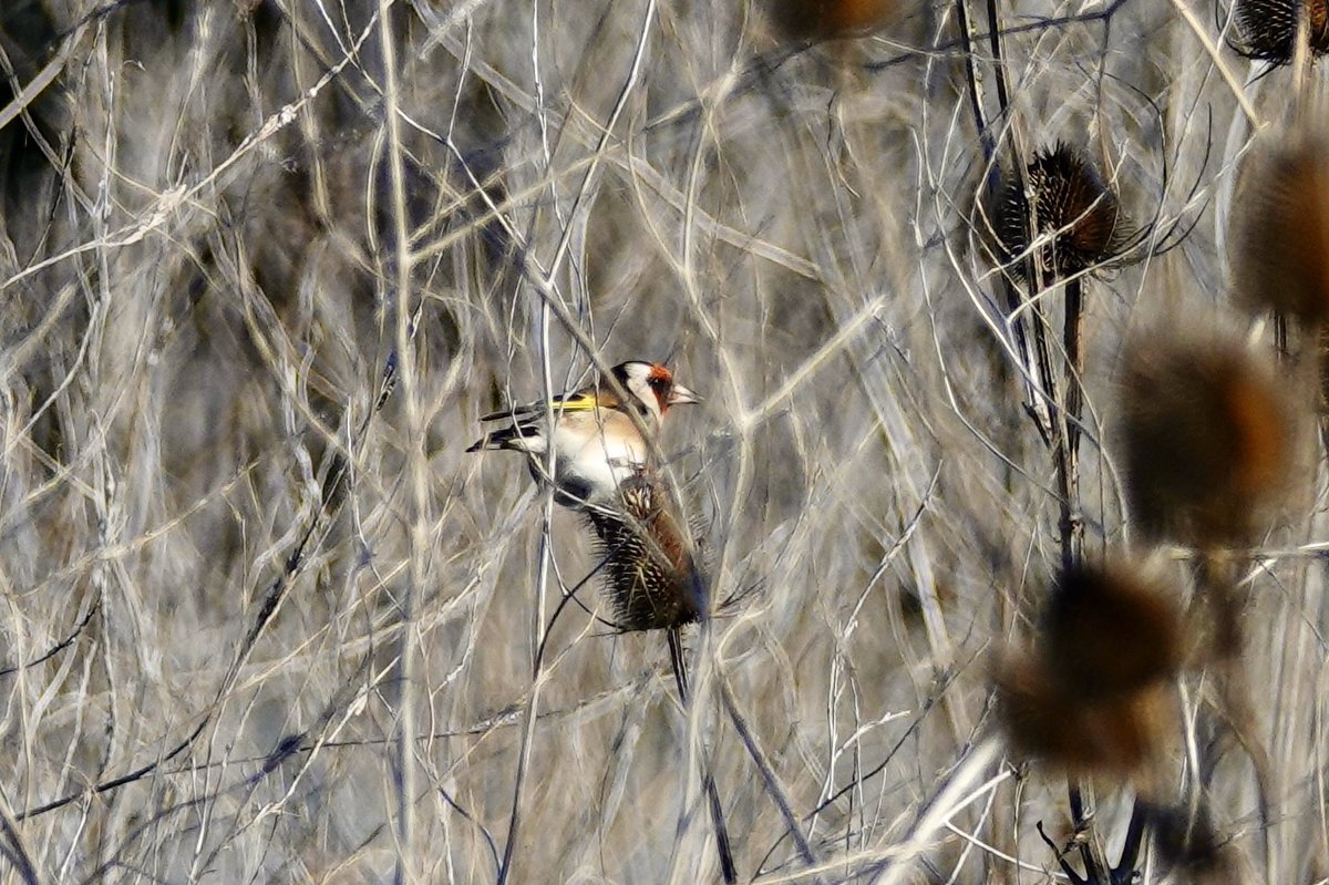 お面被ってるみたいで愛嬌あった
#ゴシキヒワ 
#ChardonneretÉlégant
#EuropeanGoldfinch
#フランス探鳥旅行　20191021