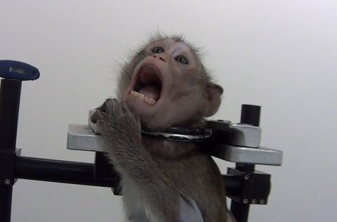 Animals1st tweet media