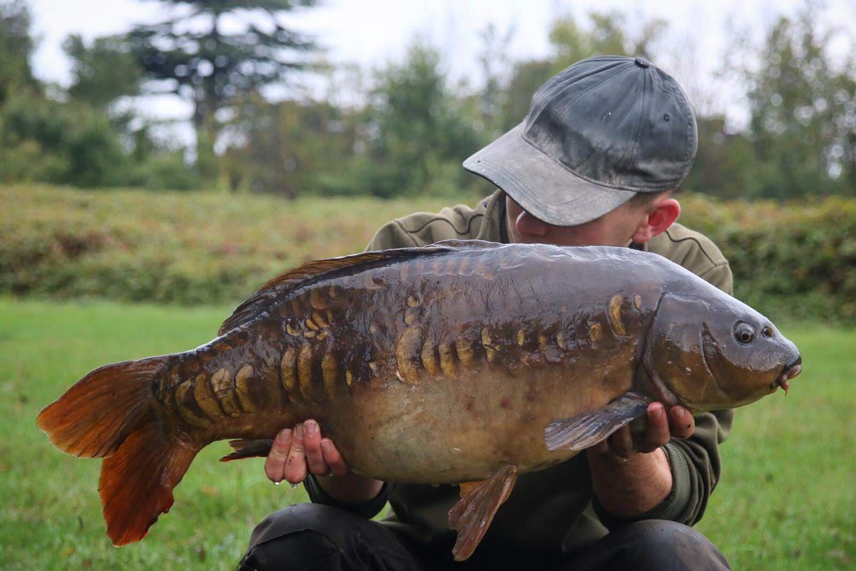 incrediblebaits's tweet photo. Tyler with this absolute banger! From a recent session caught on solid bag filled with crumbed TheTrap boilies, TheTrap stick mix and and himanlayan rock salt 🔥 #Incrediblebaits #TheTrap #boilies #stickmix #popups #wafters #solidbags #bait #fishingbait #fishing #carpfishing https://t.co/xPAhGusPMu
