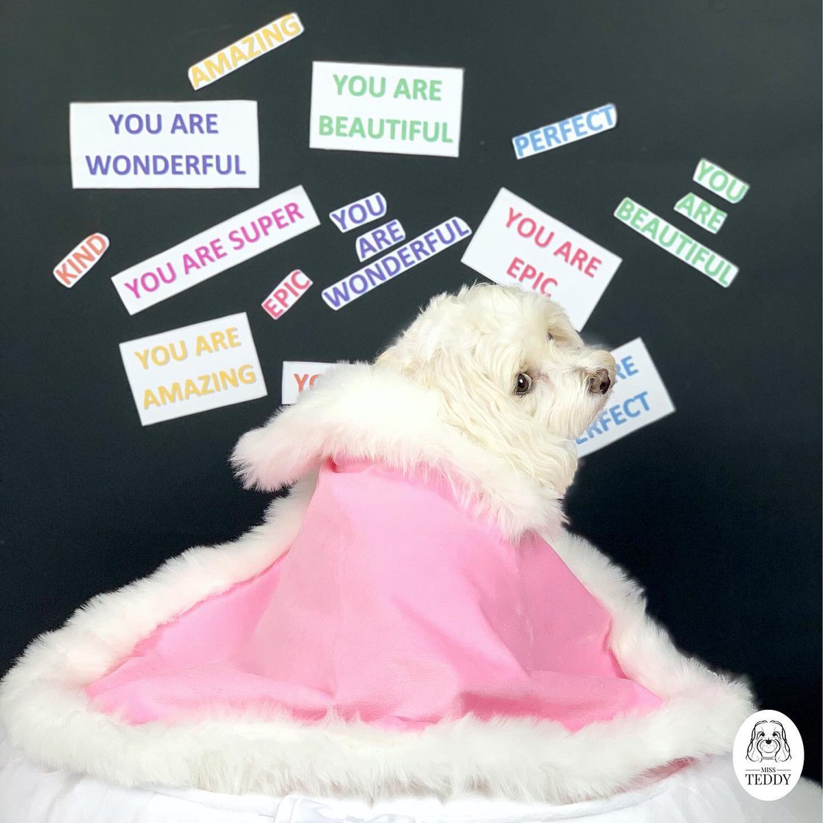 YWoofians's tweet photo. National Cape Day
 
 💖
Anything they can do I can do better
Anything they can do I can do too!
 😊
Are you believing in yourself today?

#NationalCapeDay #Wellbeing #WorldWellbeing #SnappHappy https://t.co/SLOiNNK2Zu