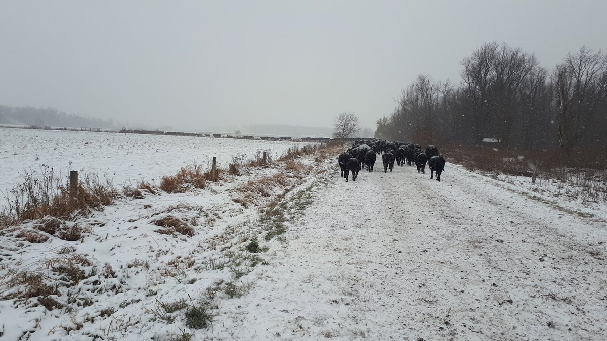Always eager to move to new grass <a href="/WildernessRanch/">Wilderness Ranch</a> . Early winter is beautiful less mud season .