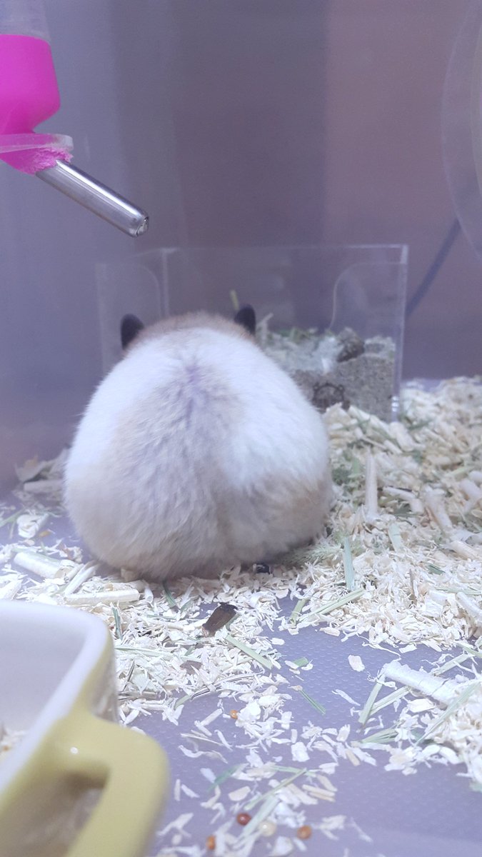 대장대장!                                       ........
요즘엔 왜 마리모 나라에,               .........
잠깐...! 비슷하지만                         ......              
대장은 아냐! 모두 철수!                    ........