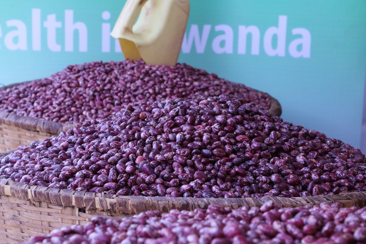 Rwanda embraced biofortification in 2010, becoming one of the first countries on the continent to do so. Over the last years, more than 5,000 metric tons of high iron bean seed was produced and disseminated in Rwanda. Read the full story!👉newtimes.co.rw/news/featured-…