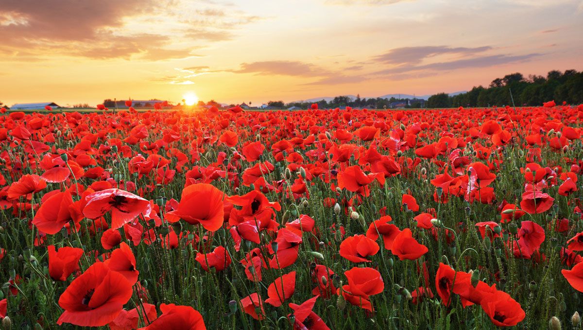 EdMann72's tweet image. Disrespectful farmer puts poppies in field buff.ly/2NB40qH
Wait till the harvest...
#TheDailyRot #satire #poppies