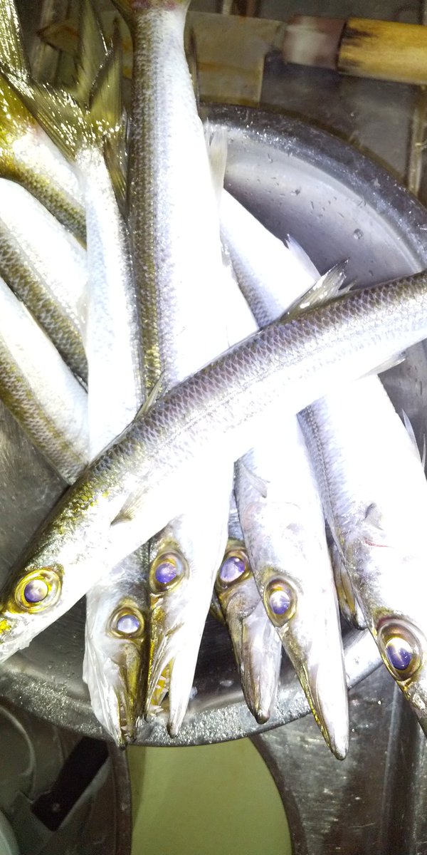 卵かけ御飯 水カマス 釣れたから開いてみたなう 旨いんだろうか カマス 水カマス 開き 一夜干し